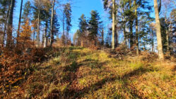 Low Beskid Mountains - Stożek and Wnyki Mountain