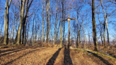 Dynów Foothills - Kopacz Hill