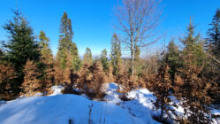 Poprad Foothills - Wysokie Bereście Hill
