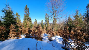 Poprad Foothills - Wysokie Bereście Hill