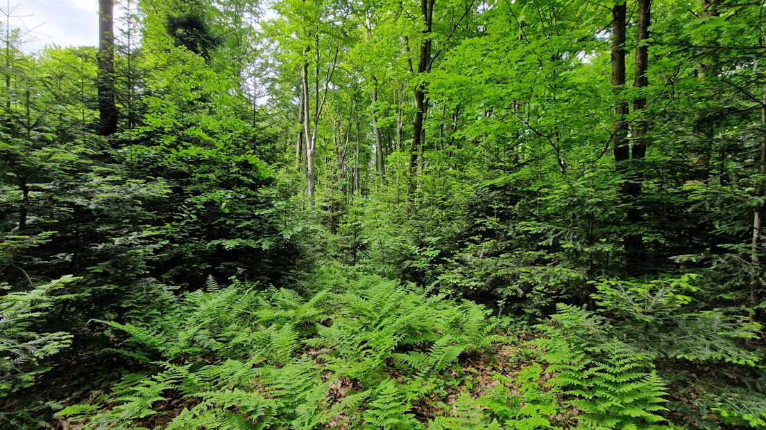 Świętokrzyskie Mountains - Słowiec Hill