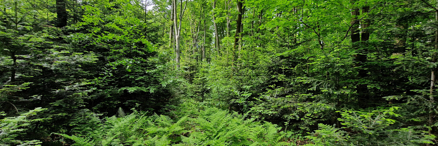 Świętokrzyskie Mountains - Słowiec Hill