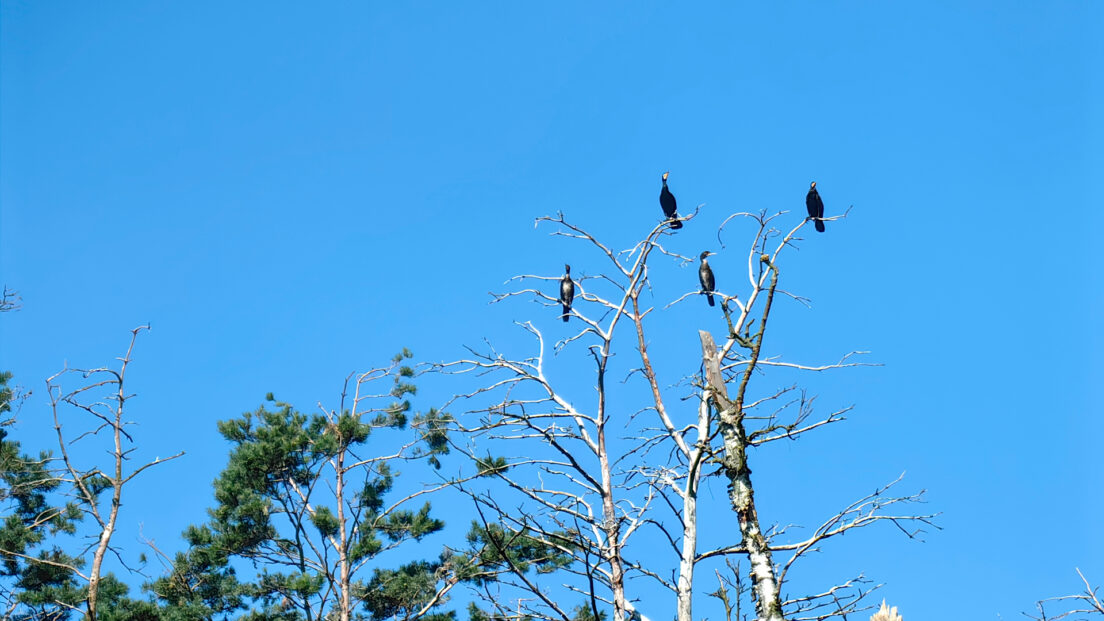 Vistula Spit - Kąty Rybackie Nature Reserve