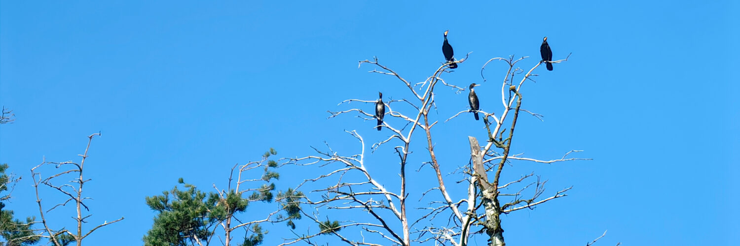 Vistula Spit - Kąty Rybackie Nature Reserve