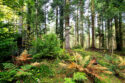 Makowski Beskid Mountains - Przysłopski Wierch