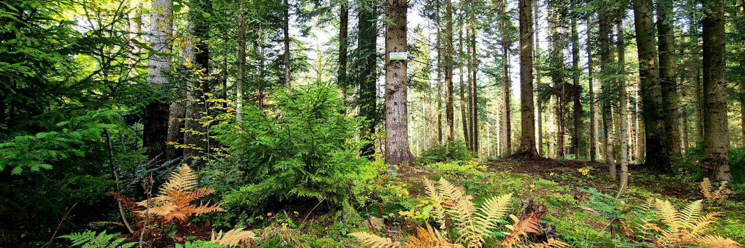 Makowski Beskid Mountains - Przysłopski Wierch