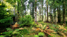Makowski Beskid Mountains - Przysłopski Wierch
