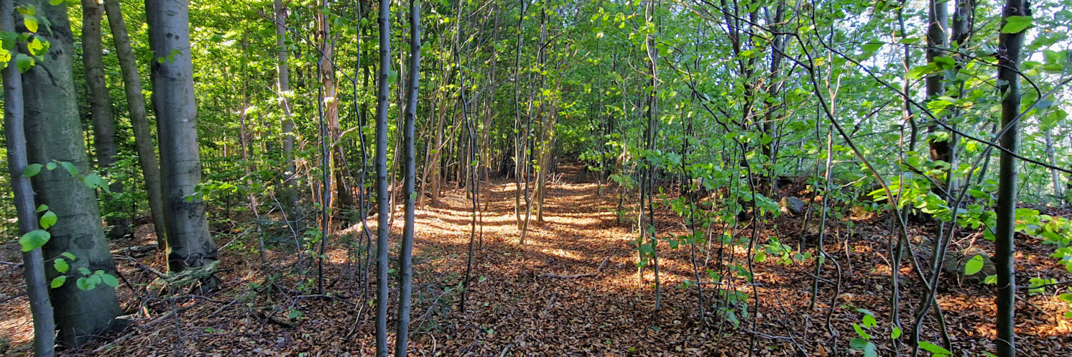 Świętokrzyskie Mountains - Buczyna Hill
