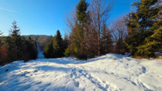 Żywiec-Kysuce Beskid Mountains - Kozia Grapa Mountain